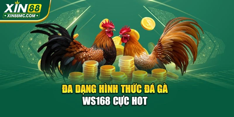 Đa dạng hình thức đá gà WS168 cực hot 