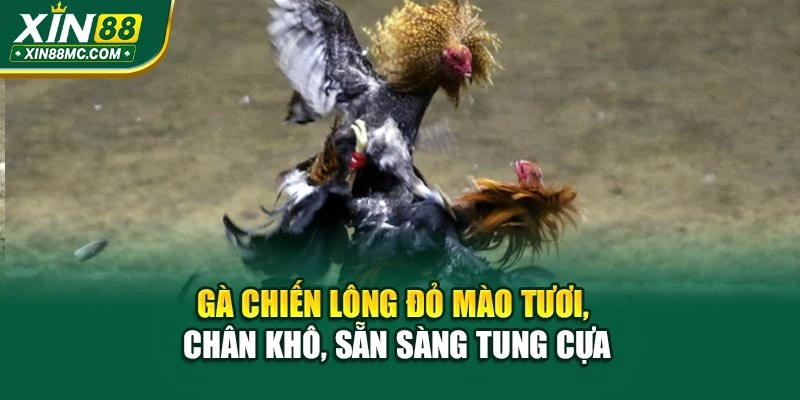 Gà chiến lông đỏ mào tươi, chân khô, sẵn sàng tung cựa