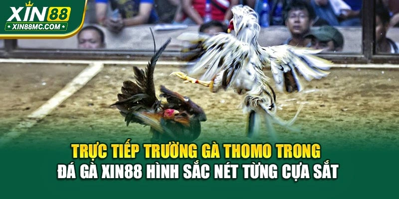 Trực tiếp trường gà Thomo trong đá gà XIN88 hình sắc nét từng cựa sắt